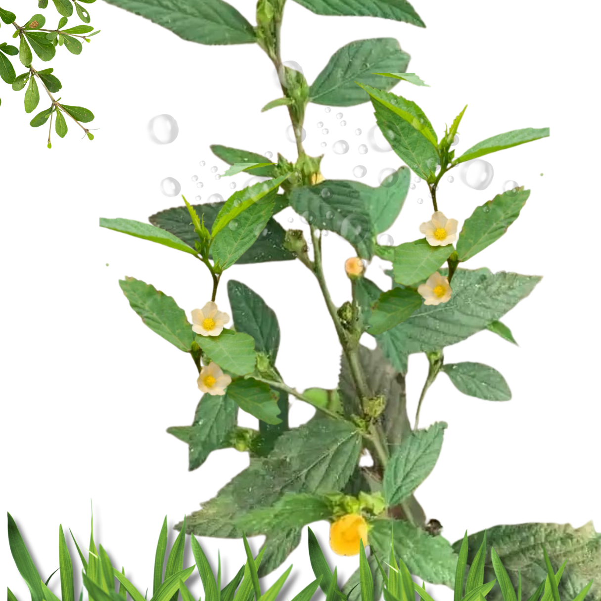 Ewe Osepotu Sida Acuta spiritual protection fresh branches