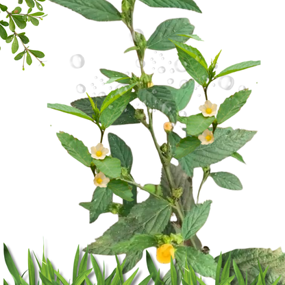 Ewe Osepotu Sida Acuta spiritual protection fresh branches