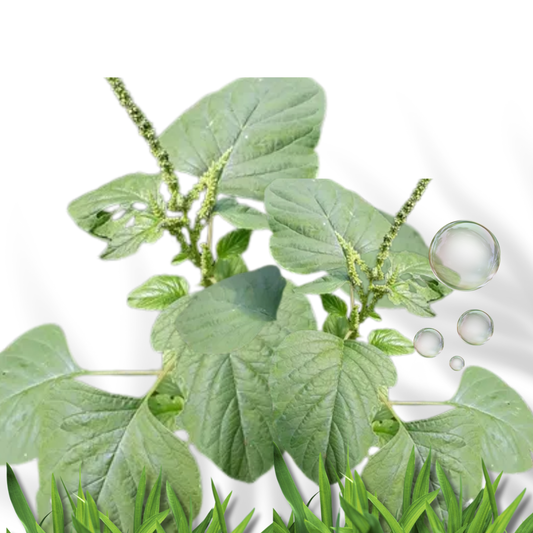 Ewe Tete bledo blanco Amaranthus pigweed herb fresh branches